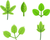 Set Of Leaves Clip Art